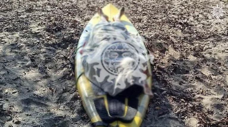 Los hechos ocurrieron el pasado viernes en Guerrero. Foto: Facebook