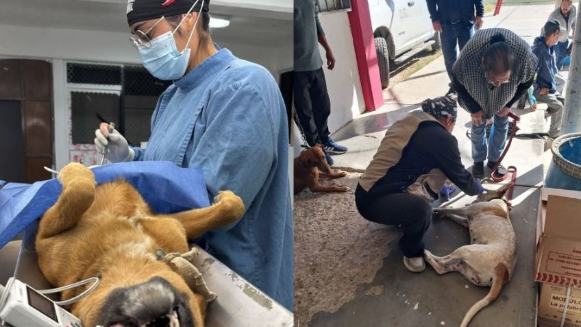 Dirección General de Protección y Bienestar Animal registra más de 15 mil servicios este 2025 en Hermosillo