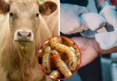 Foto ilustrativa de nota Gusano barrenador: Se registran 698 casos activos en México al corte de 2025