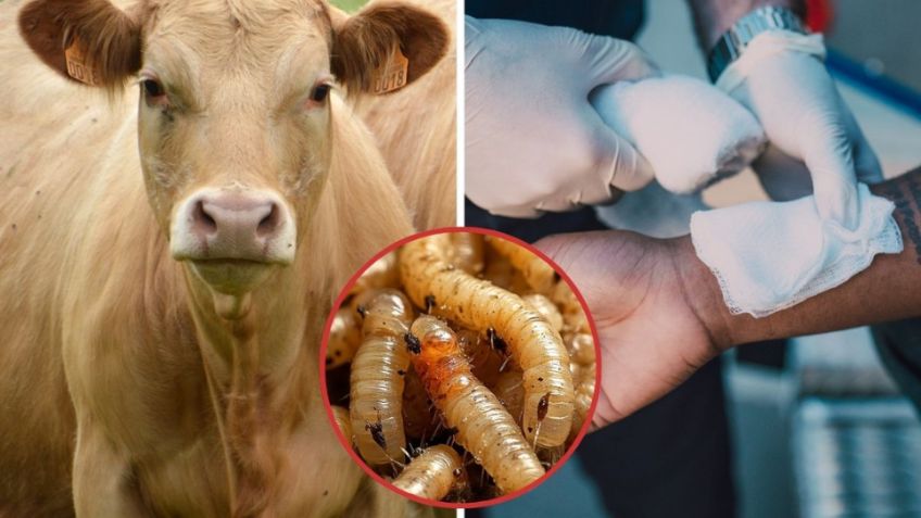 Gusano barrenador: Se registran 698 casos activos en México al corte de 2025