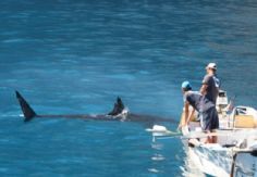 Foto ilustrativa de nota Alertan en Sonora a pescadores por creciente riesgo de tiburones en temporada de frío