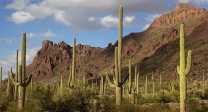 Clima en Sonora: ¿Se espera lluvias y frente frío? CONAGUA da su pronóstico para el estado