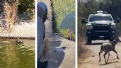 Foto ilustrativa de la nota titulada Rescate salvaje: Policías salvan a venado de morir ahogado en canal de Huatabampo