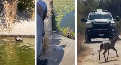 Rescate salvaje: Policías salvan a venado de morir ahogado en canal de Huatabampo