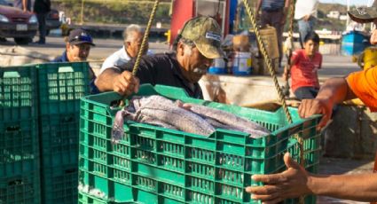 Merluza es la nueva esperanza de pesca en Guaymas, pero con pocos permisos