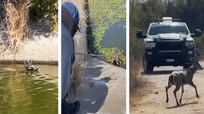 Rescate salvaje: Policías salvan a venado de morir ahogado en canal de Huatabampo