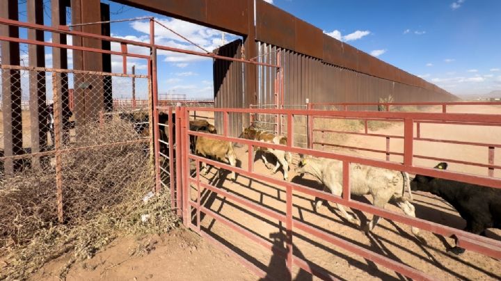 Frontera sonorense queda totalmente abierta para la exportación de ganado