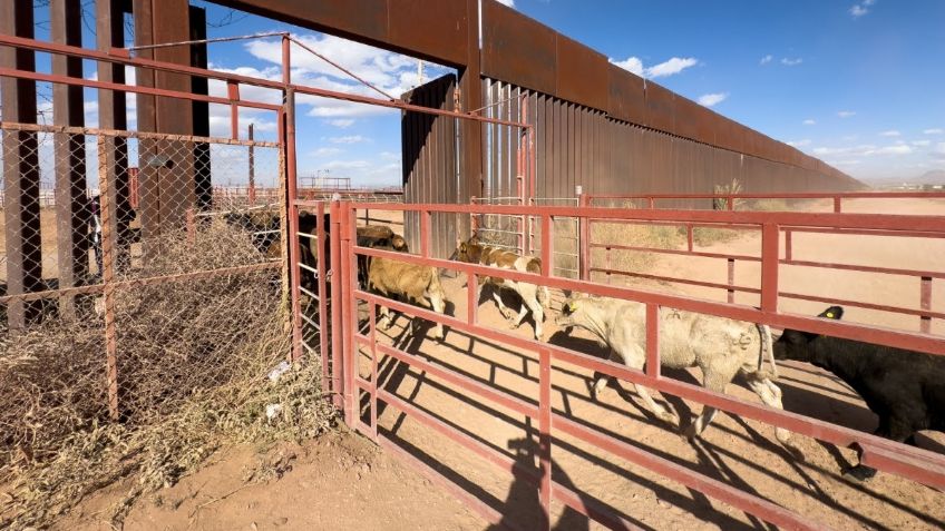Frontera sonorense queda totalmente abierta para la exportación de ganado
