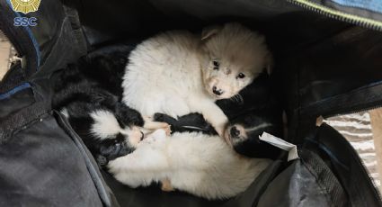 VIDEO: Rescatan a cuatro perritos abandonados en el metro Indios Verdes