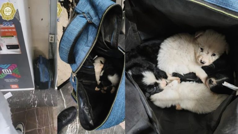 Perritos abandonados