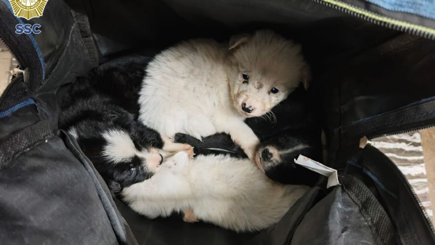 VIDEO: Rescatan a cuatro perritos abandonados en el metro Indios Verdes