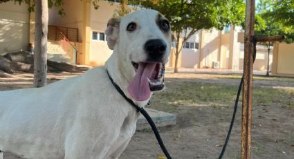 Cajeme: Jornada de adopción canina este domingo ¡Adopta un amigo fiel!