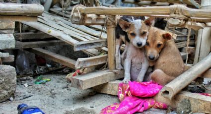 Indignación en Mexicali: Multan a pareja por alimentar perros callejeros