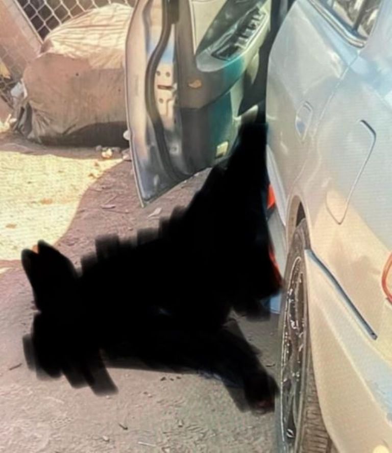 El cuerpo de la víctima quedó junto a un vehículo