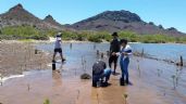 Foto ilustrativa de la nota titulada Invitan a asistir al taller 'Manglares de México' el próximo 1 de marzo en Guaymas