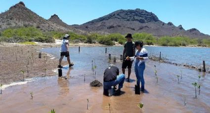 Invitan a asistir al taller 'Manglares de México' el próximo 1 de marzo en Guaymas