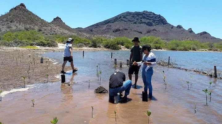 Invitan a asistir al taller 'Manglares de México' el próximo 1 de marzo en Guaymas