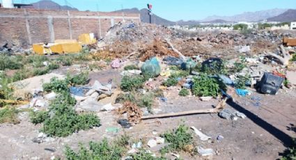 Lotes baldíos con basura, son un riesgo en Guaymas; dueños deberán limpiarlos