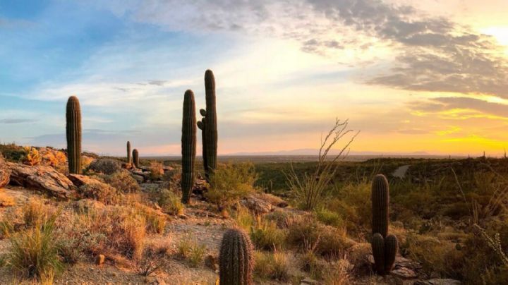 Clima en Sonora hoy 20 de febrero: Conagua alerta viento, calor y mínimas bajo cero