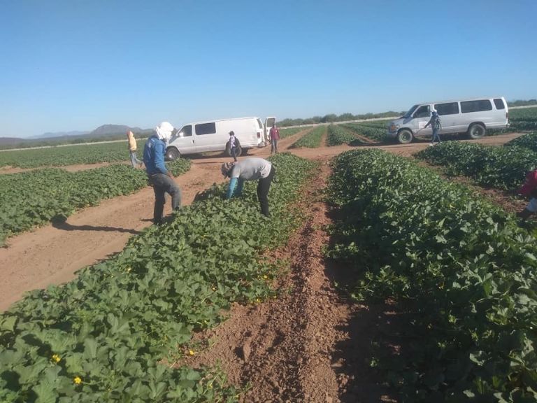 Durante la temporada baja trabajan jornaleros locales
