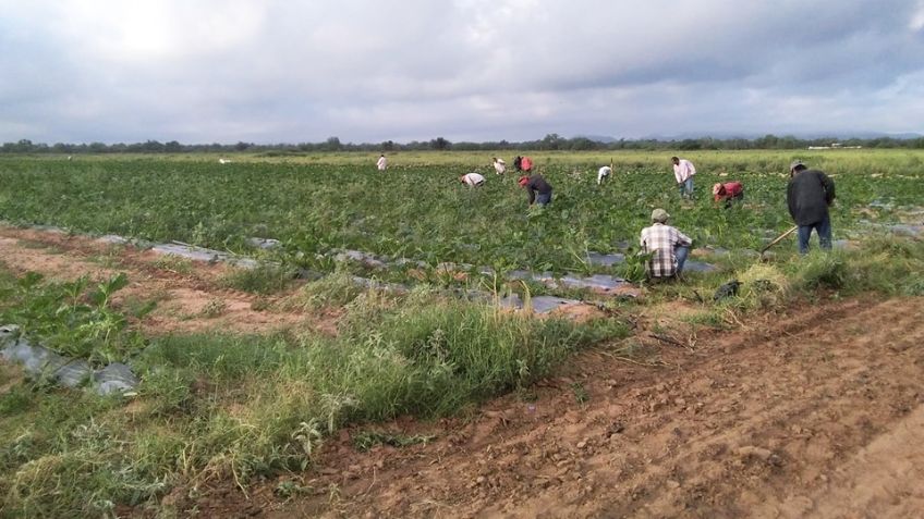 Campos agrícolas de Guaymas y Empalme generan 10 mil empleos en temporada baja