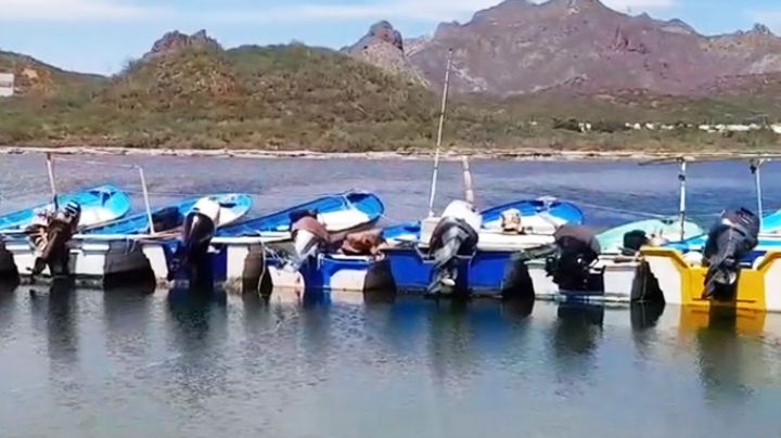 Ribereños de Guaymas, sin permisos para salir a pescar; piden una solución rápida