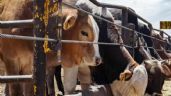 Foto ilustrativa de la nota titulada 20 mil cabezas de ganado están listas para exportarse en Navojoa