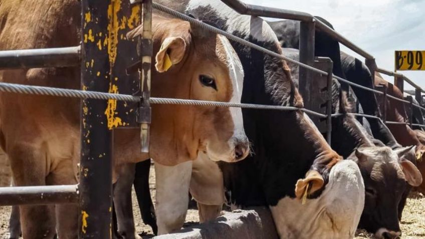 20 mil cabezas de ganado están listas para exportarse en Navojoa