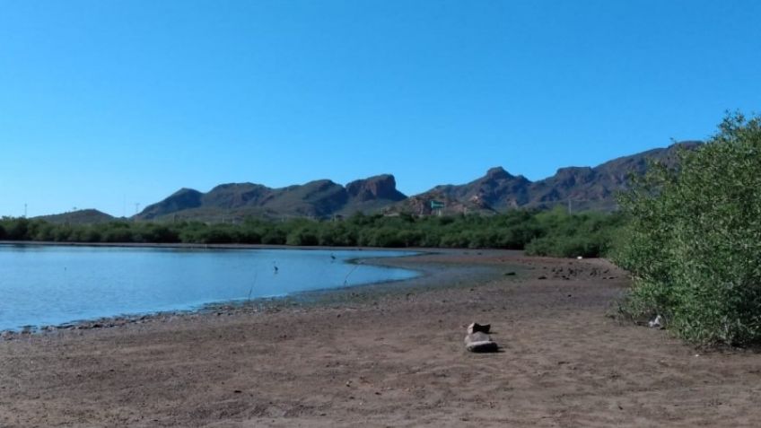 Guaymas: Ambientalistas piden que los manglares tengan más protección