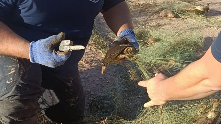 Investigan muertes de cientos de tortugas en canal de Cajeme
