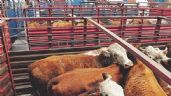 Foto ilustrativa de la nota titulada Se reinicia exportación de ganado de México a Estados Unidos: Sader