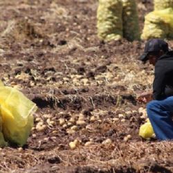 Los horticultores del Valle del Yaqui ven como un respiro a la economía la próxima cosecha de papa