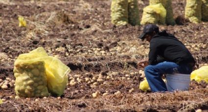 Los horticultores del Valle del Yaqui ven como un respiro a la economía la próxima cosecha de papa