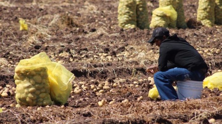 Los horticultores del Valle del Yaqui ven como un respiro a la economía la próxima cosecha de papa