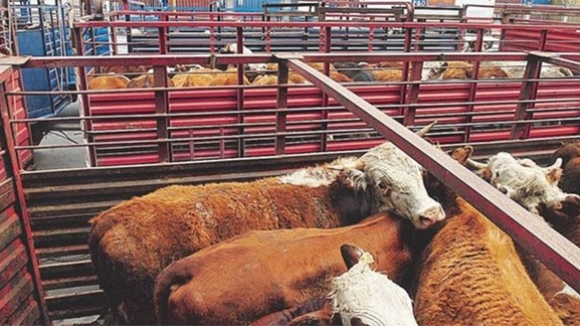 Se reinicia exportación de ganado de México a Estados Unidos: Sader