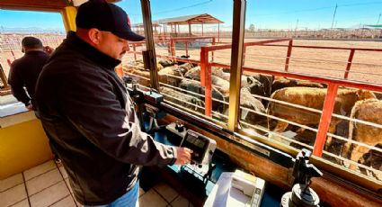 Sonora: Con el paso de 400 cabezas, se reanudó la exportación de ganado desde Agua Prieta