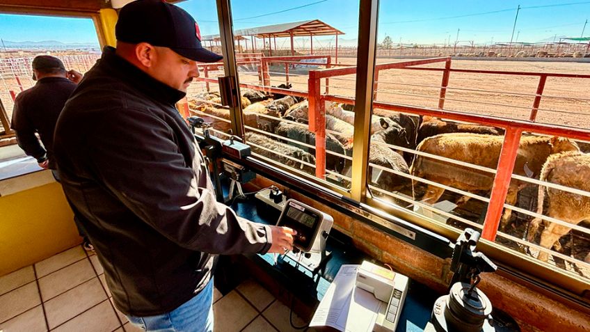 Sonora: Con el paso de 400 cabezas, se reanudó la exportación de ganado desde Agua Prieta