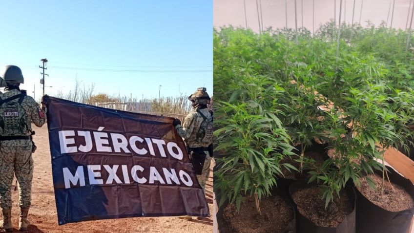 Punta Chueca: Militares aseguran invernadero de marihuana en territorio de la etnia seri