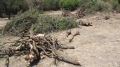 Foto ilustrativa de la nota titulada Deforestación en Empalme: Pobladores de Maytorena denuncian la tala de mezquites