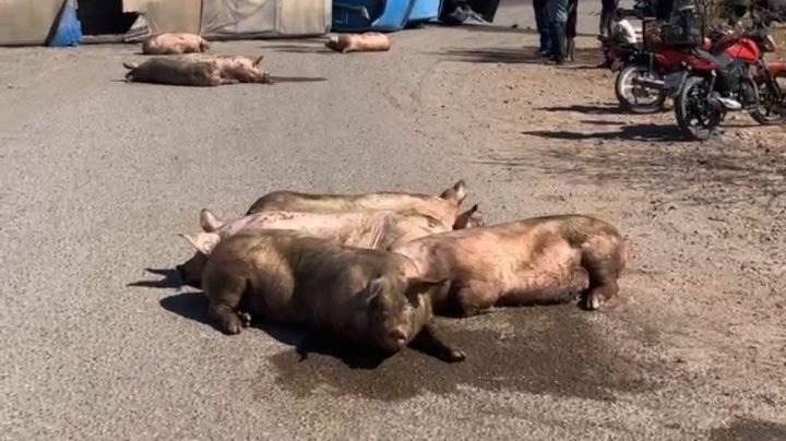 Volcadura en Ciudad Obregón este domingo: Tractocamión con 'cerditos' causa movilización