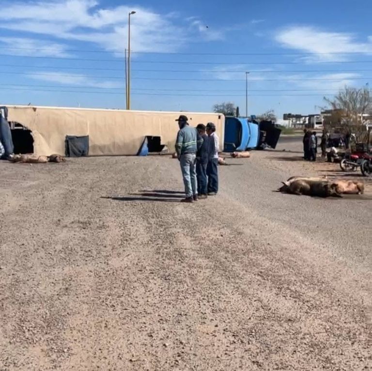 Camión cargado de 'cerditos' se vuelca en Ciudad Obregón. Foto: Facebook
