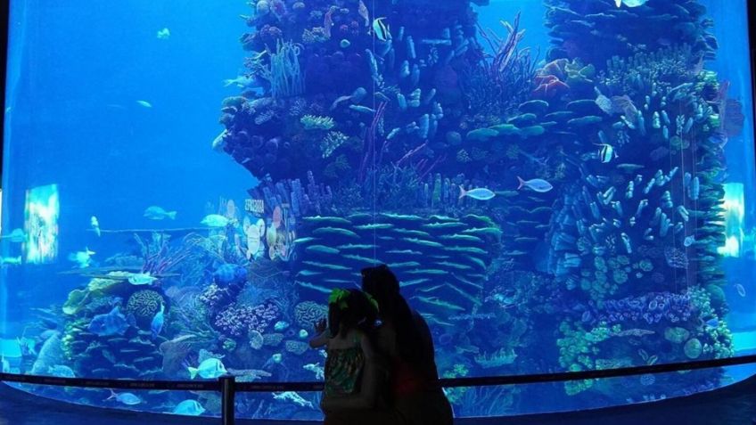 Guaymas: Acuario, un detonante para el sector turístico; se contempla en el plan de trabajo