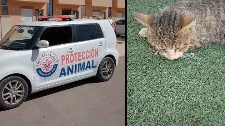 Indigna hallazgo de gatos envenenados en fraccionamiento Santa Clara de Hermosillo