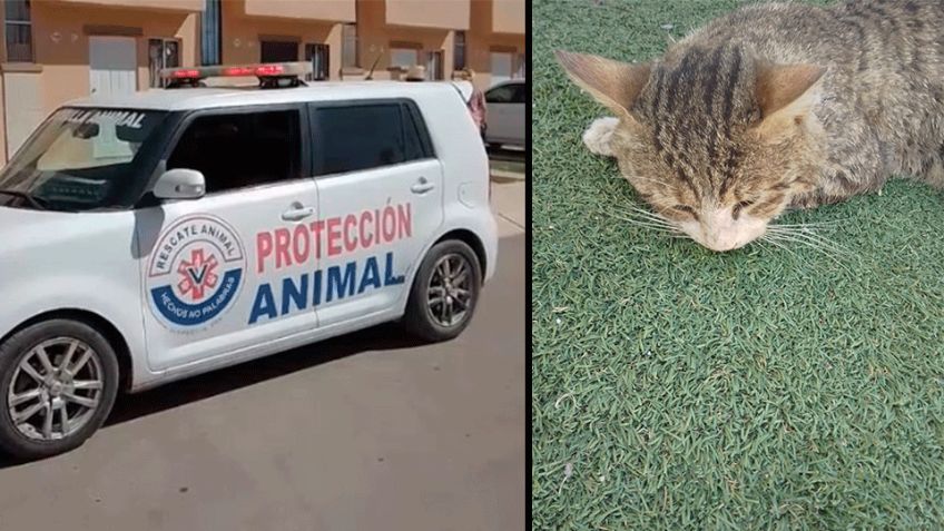Indigna hallazgo de gatos envenenados en fraccionamiento Santa Clara de Hermosillo