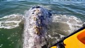 Foto ilustrativa de la nota titulada San Carlos: El Criffs pide proteger a una juvenil ballena gris y evitar acercamientos