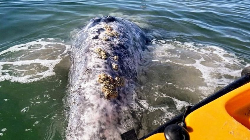 San Carlos: El Criffs pide proteger a una juvenil ballena gris y evitar acercamientos