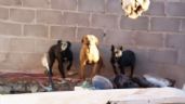 Foto ilustrativa de la nota titulada Maltrato animal en Caborca: Autoridades rescatan a cuatro perros enfermos y abandonados