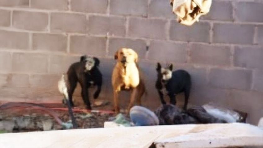 Maltrato animal en Caborca: Autoridades rescatan a cuatro perros enfermos y abandonados