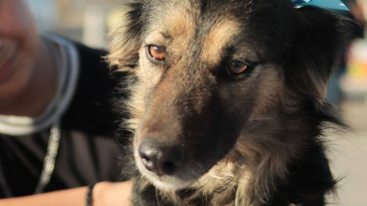 Guaymas: Realizarán jornada de adopción canina este domingo en el malecón