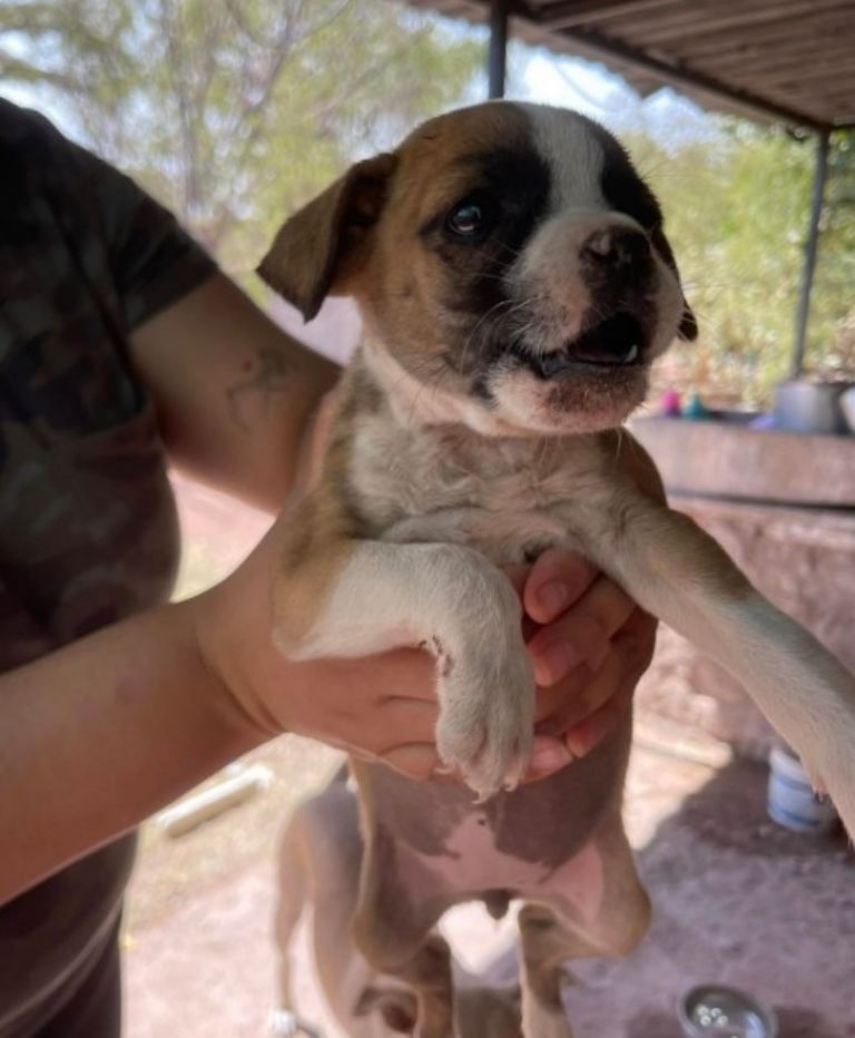 Instalarán módulo de adopción canina en malecón de Guaymas